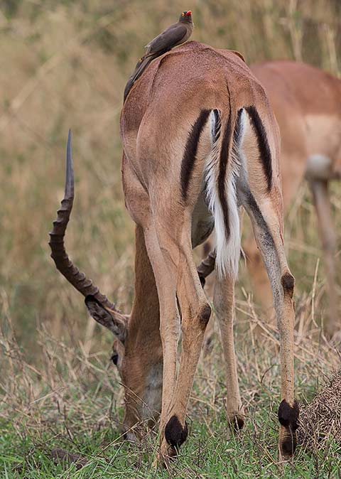 Impala rear end